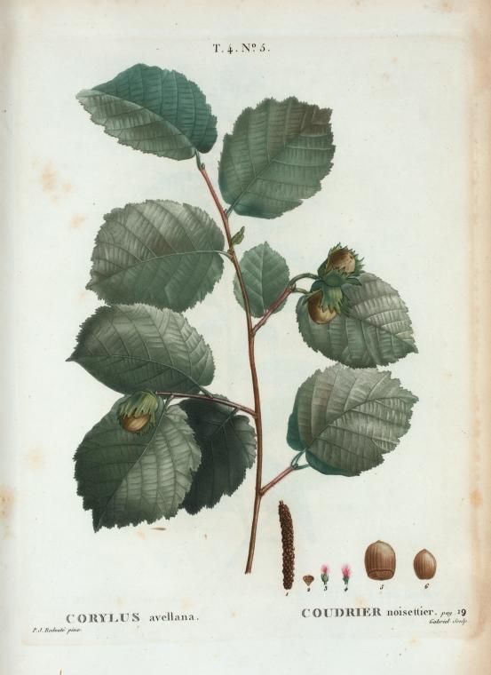Corylus avellana + Coudrier noisettier. [Cobnut or Hazelnut]