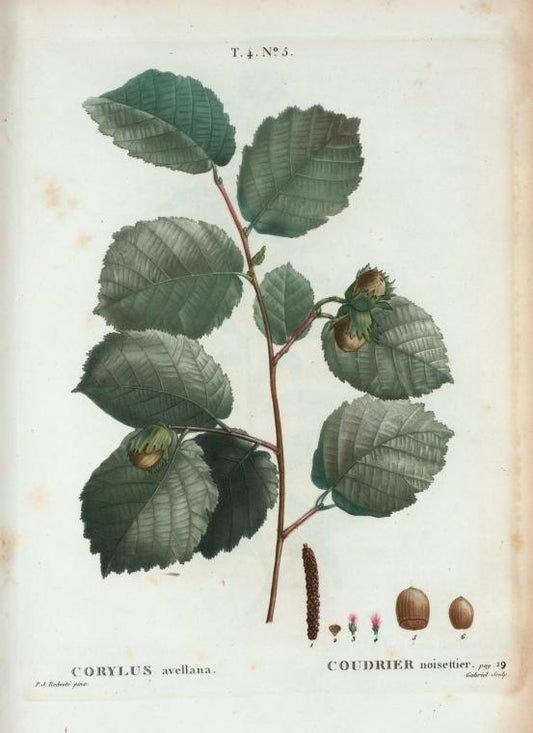 Corylus avellana + Coudrier noisettier. [Cobnut or Hazelnut]