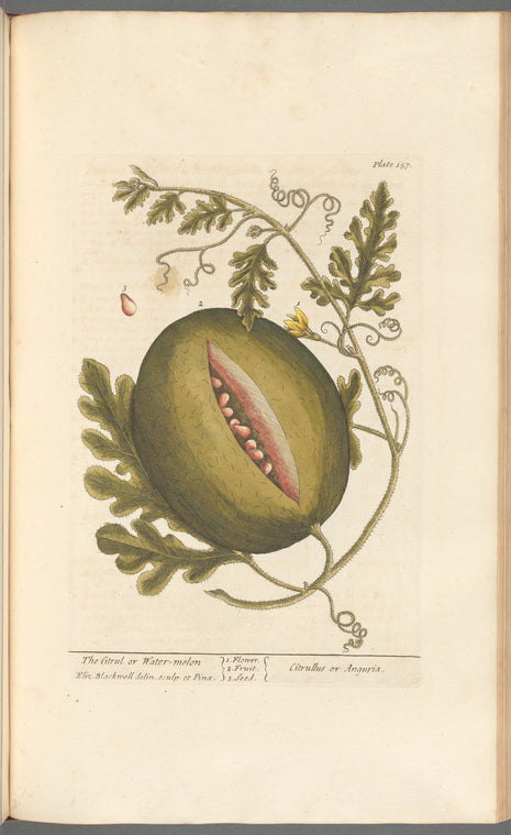 The citrul or water-melon