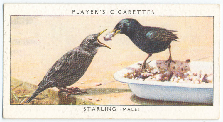 Starling (male).