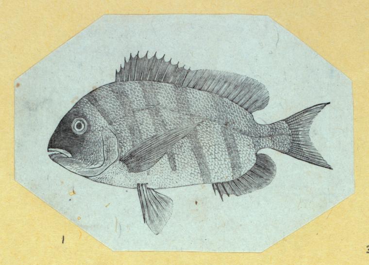 Scrap Book, Volume 6, p.19