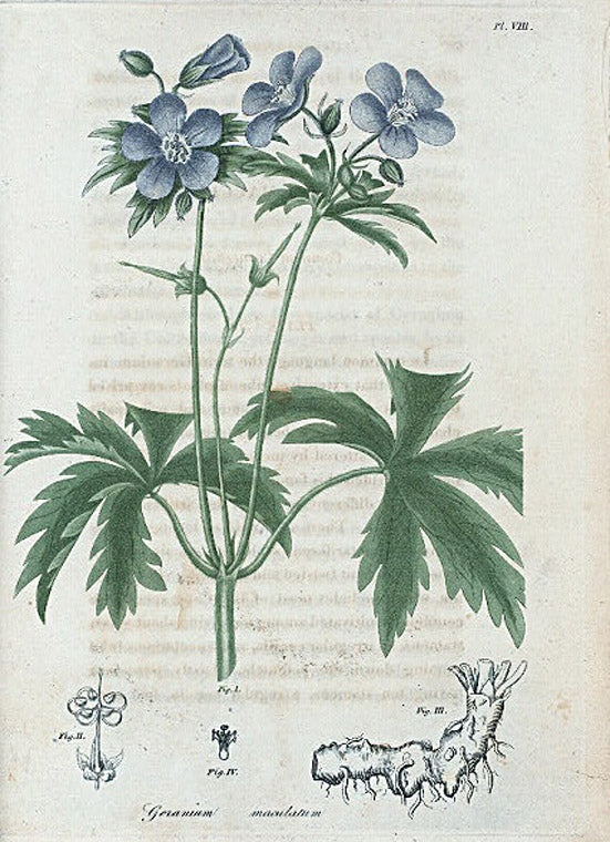 Geranium maculatum. (Common Cranesbill).