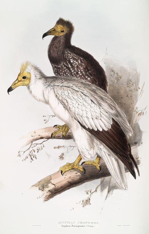 Egyptian Neophron