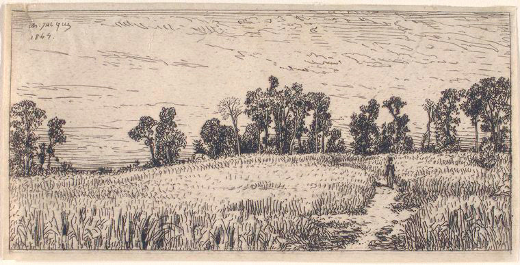 Champ de blé.