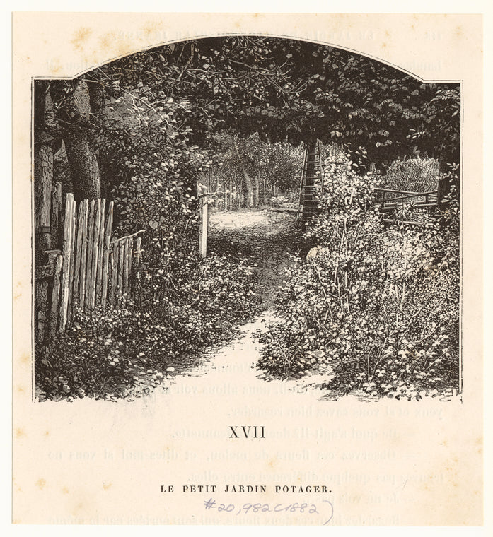 Le petit jardin potager.