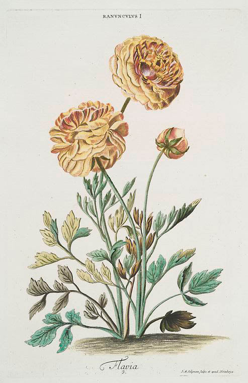 Ranvncvlvs I = Flavia. [Ranunculus I ; Ranuculus I ; Buttercups]