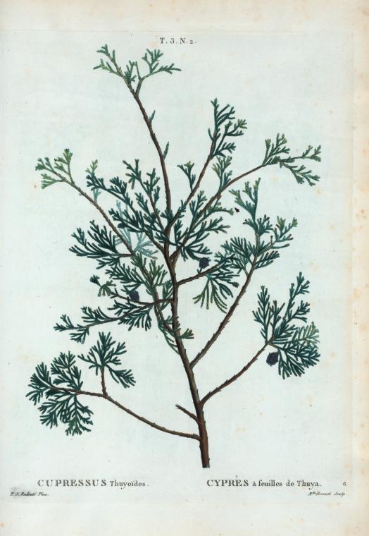 Cupressus Thuyoides = Cyprès à feuilles de Thuya.
