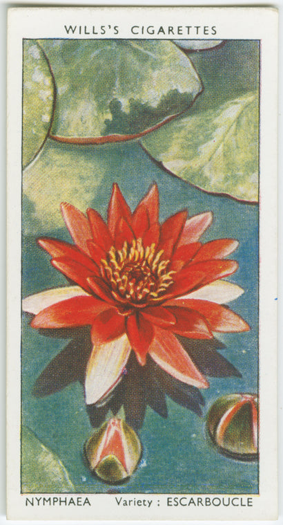Nymphaea.