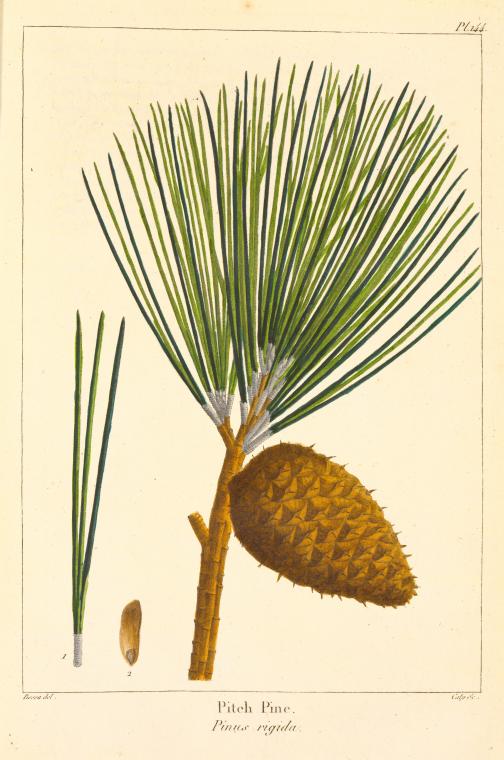 Pitch Pine (Pinus rigida).