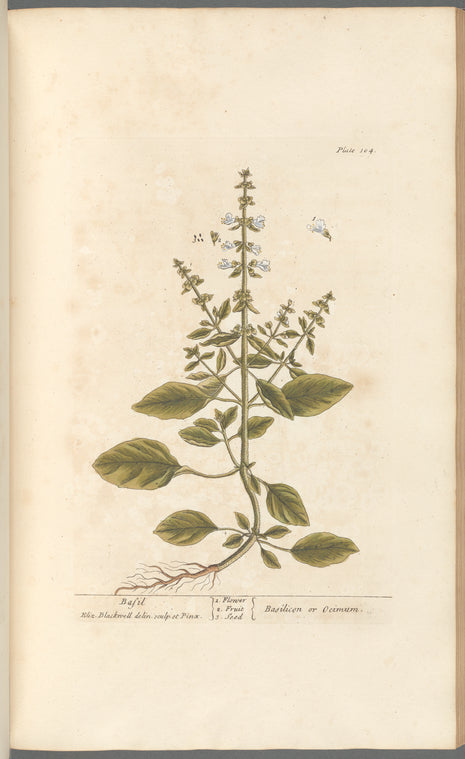 Basil