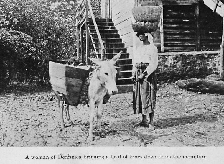 A woman of Dominica bringing a load of limes down from the mountain.