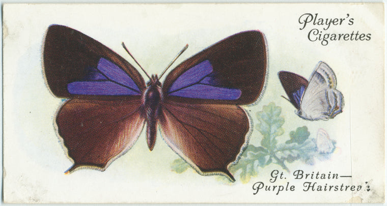 Great Britain - purple hairstreak.
