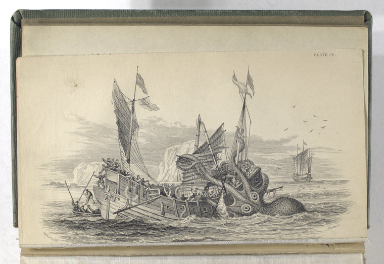 The Kraken supposed a Sepia or Cuttle Fish.