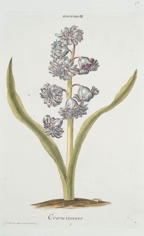 Hyacinthvs III = Overwinnaer. [Hyacinth III]