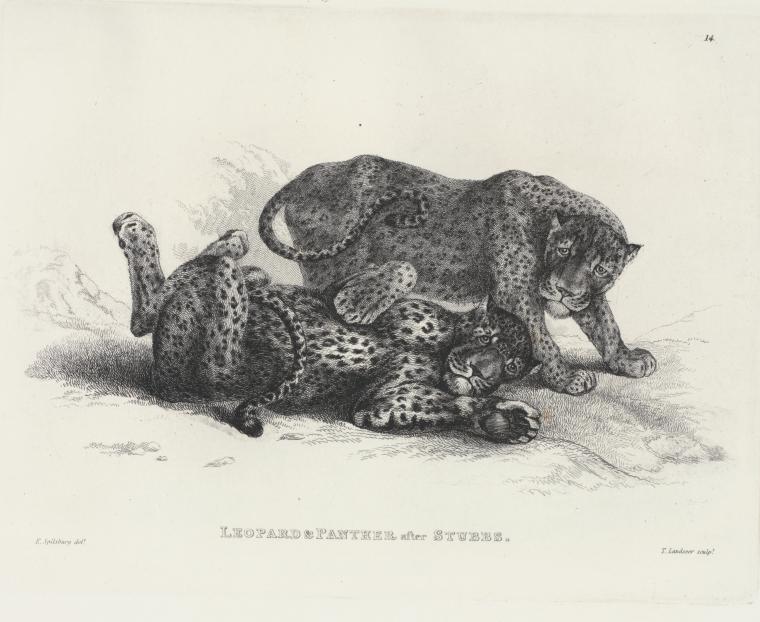 Leopard and panther, after Stubbs.