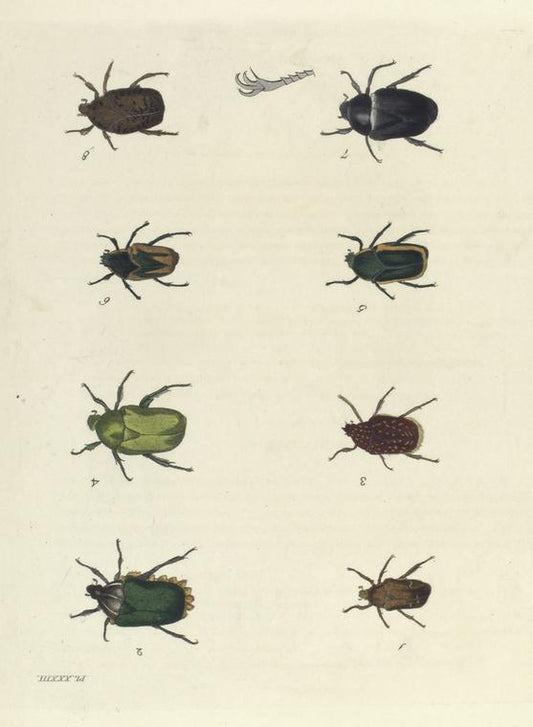 1. Cetonia Aurata, var. ; 2. Cetonia Fascicularis; 3. Cetonia Capensis; 4. Cetonia Fastuosa; 5. 6. Gymnetis Nitida et var.; 7. Macraspis Tetradactyla; 8. Gymnetis Lanius.
