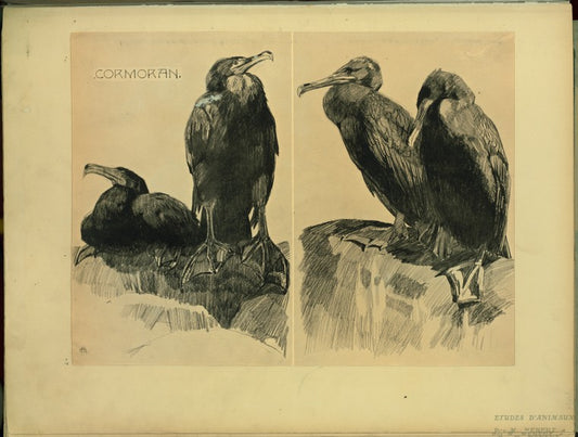 Cormoran.