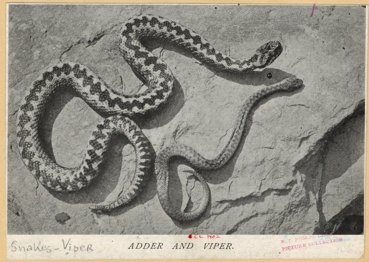 Adder and viper