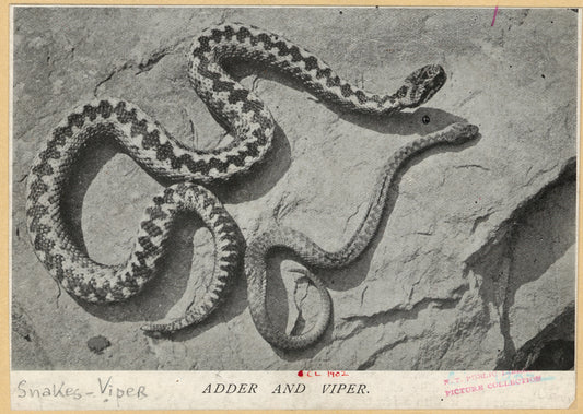 Adder and viper