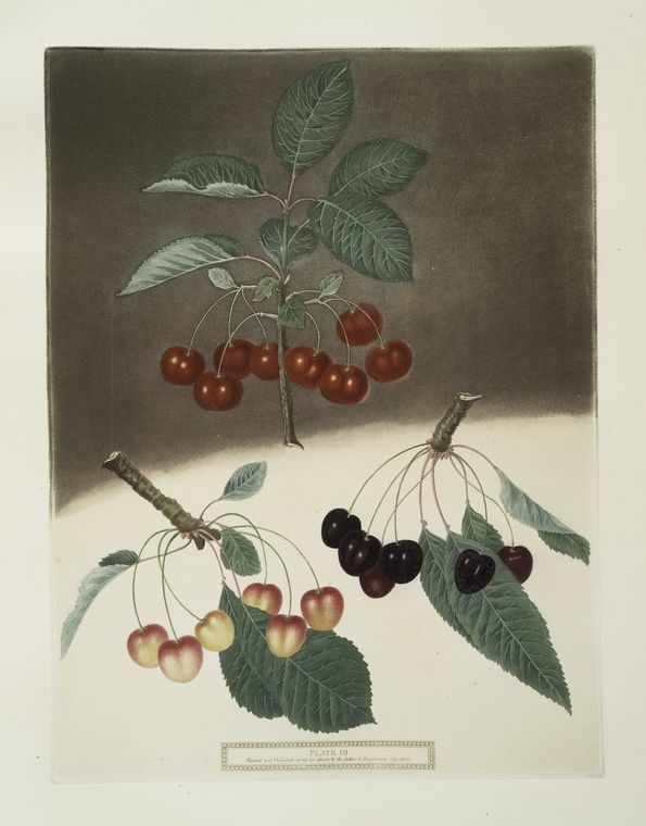 May-Duke, the White and Black-heart Cherries.