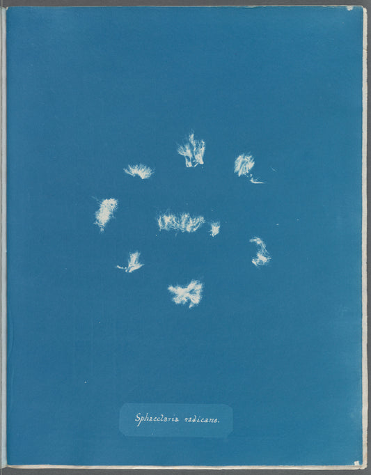 Sphacelaria radicans