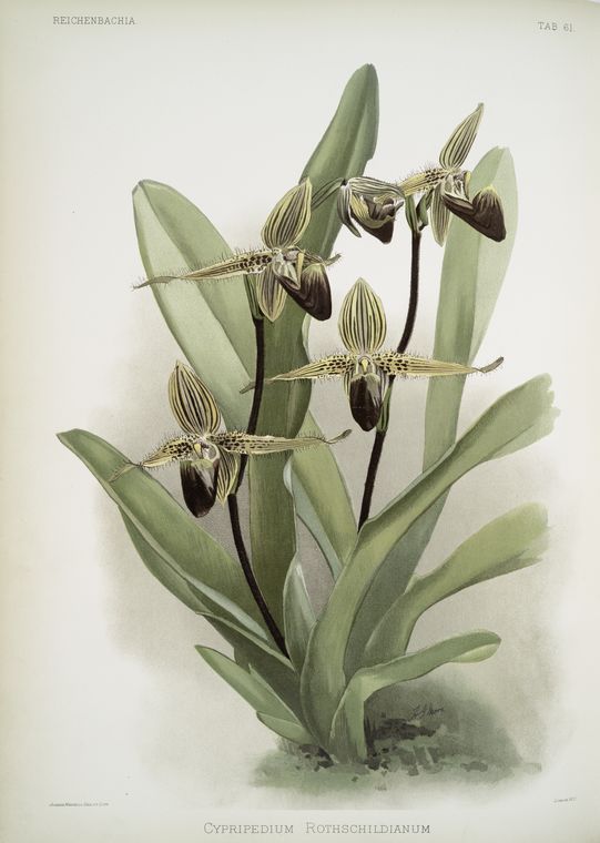 Cypripedium rothschildianum
