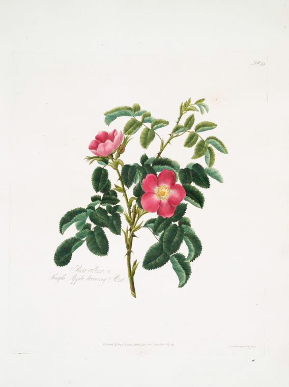 Rosa villosa