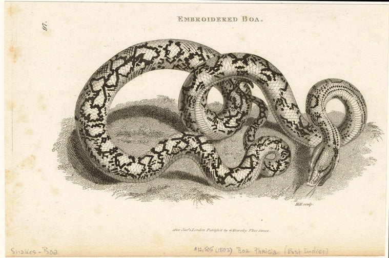 Embroidered boa