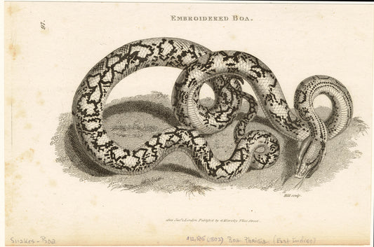 Embroidered boa