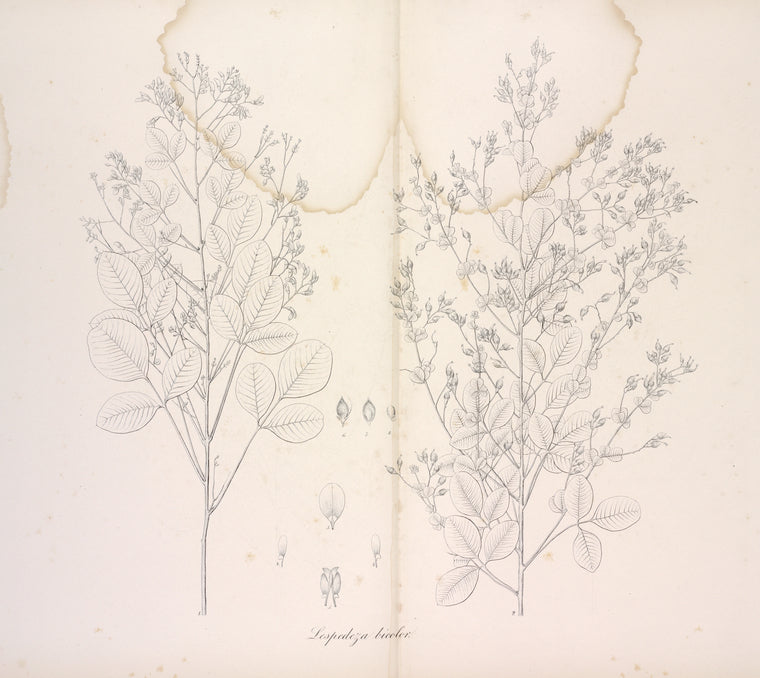 Lespedeza bicolor.