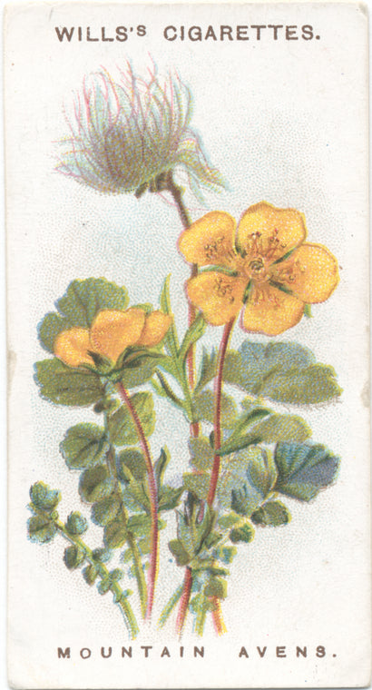 Mountain avens.