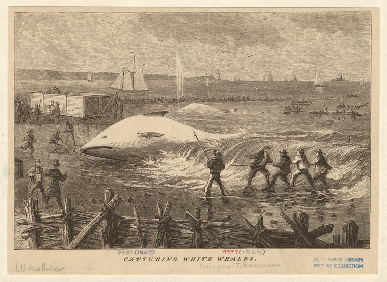 Capturing white whales