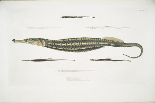 1. Carce Pipe Fish, Syngnathus Carce; 2. Banded Pipe Fish, Syngnathus faciatus; 3. Harwicke's Pipe Fish, Syngnathus Hardwickii; 4. Deokata Pipe Fish, Syngnathus Deocata.