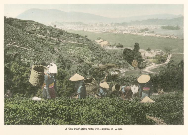 A Tea-Plantation with Tea-Pickers at Work.