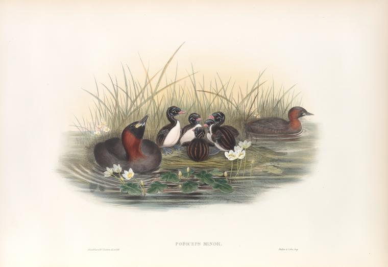 Podiceps minor. Little Grebe, or Dabchik.