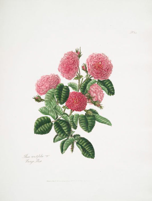 Rosa centifolia