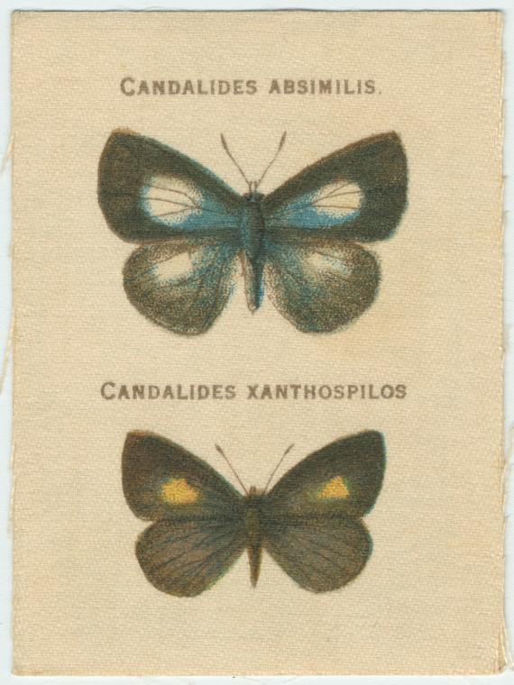 Candalides Absimilis, Candalides Xanthospilos.