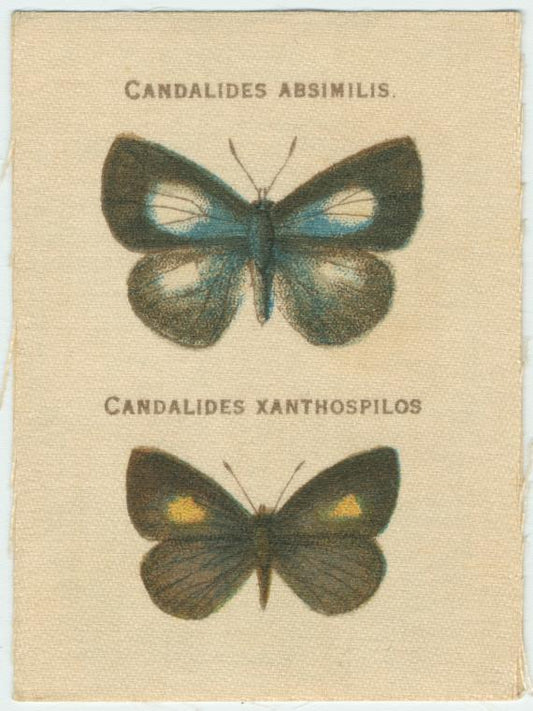 Candalides Absimilis, Candalides Xanthospilos.
