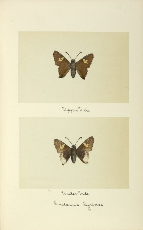 Endamus lycidas (upper side; under side).