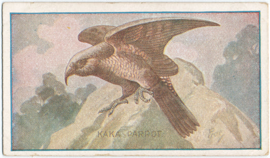 Kaka parrot.