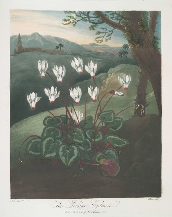 The Persian cyclamen.