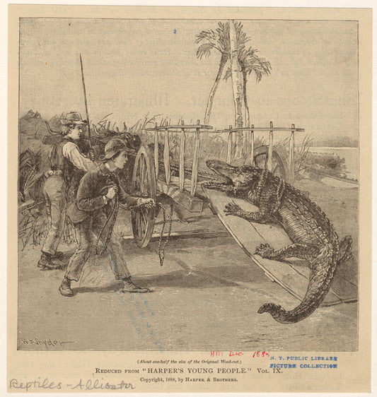 Men pulling a captured alligator onto a ox driven cart