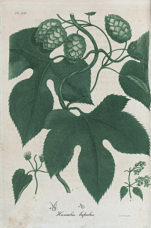 Humulus lupulus. (Common hop).