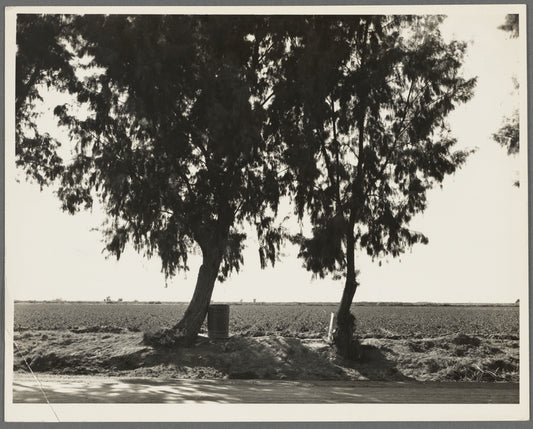 Pea fields of the Imperial Valley, California. Tamarisk trees are commonly planted along the irrigation ditches for shade so necessary in this desert valley. Note water barrels
