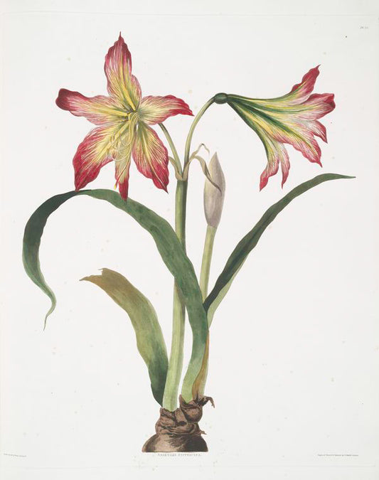 Amaryllis psittacina [Parrotlily, Parrot flower, Red parrot beak, New Zealand Christmas bell]
