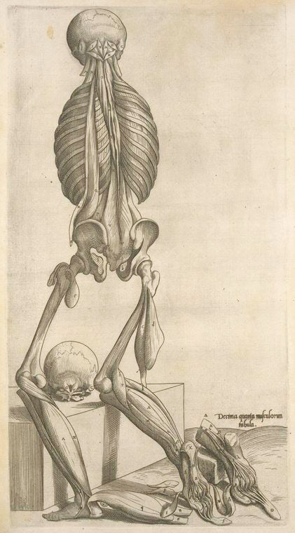 Decima quarta musculorum tabula.