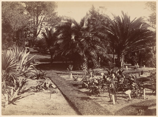 Botanical Gardens. Sydney, N. S. W.