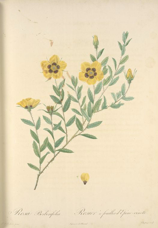 Rosa Berberifolia; Rosier de Perse (syn)