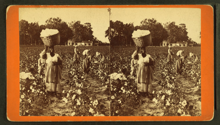 Picking cotton, woman carrying a bale of cotton.