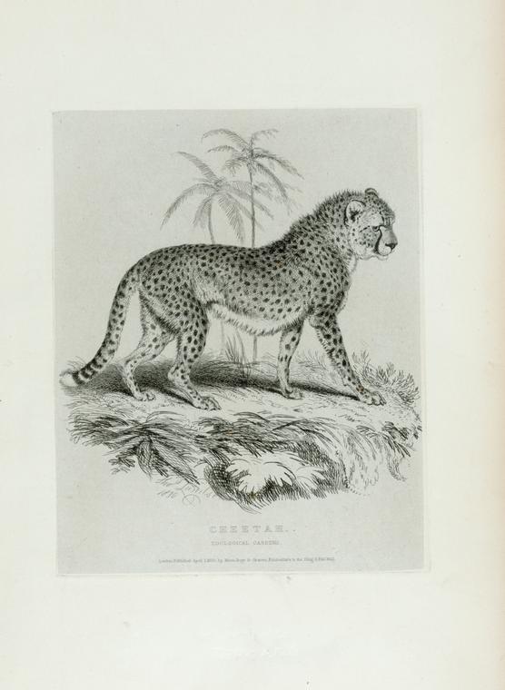 Cheetah